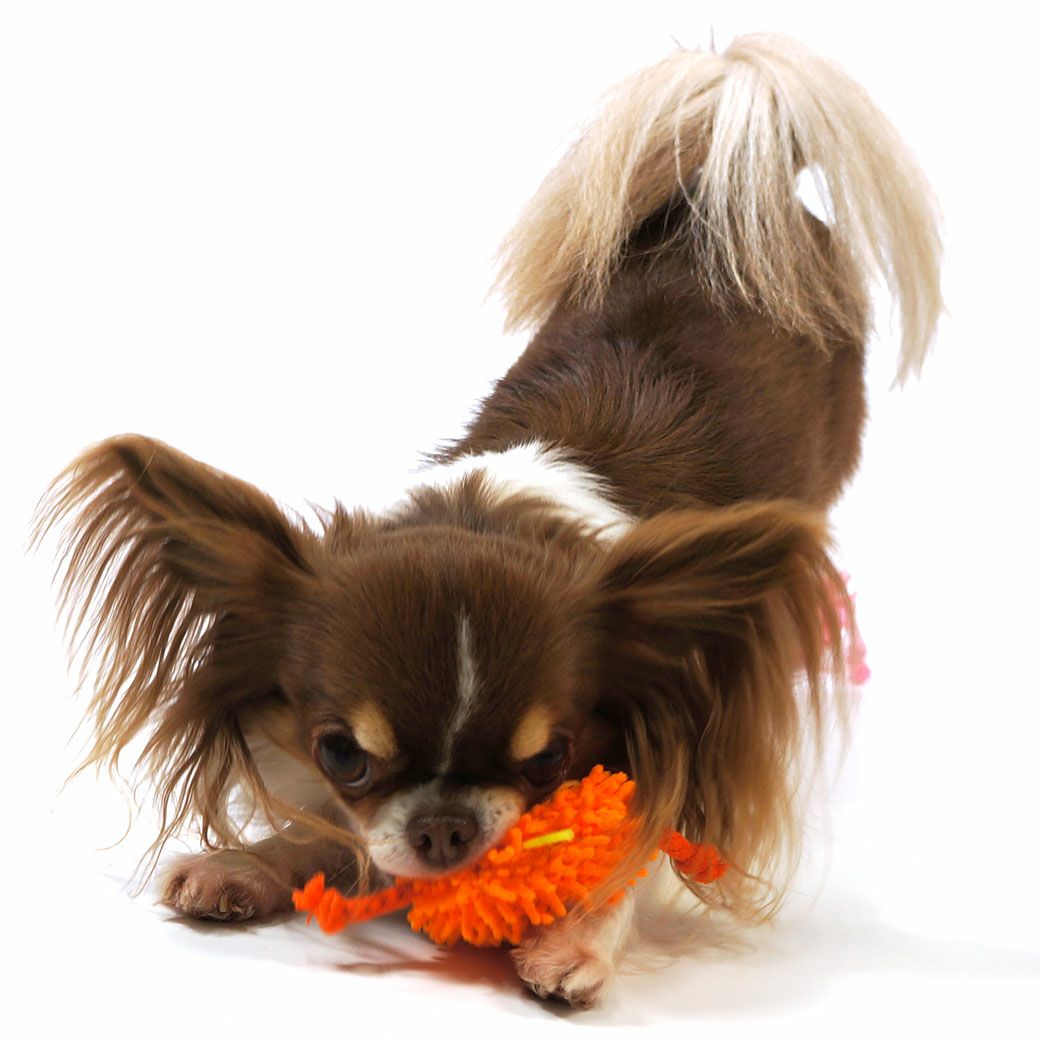 チワワ2.1kgのイトちゃんはオレンジのおもちゃに夢中