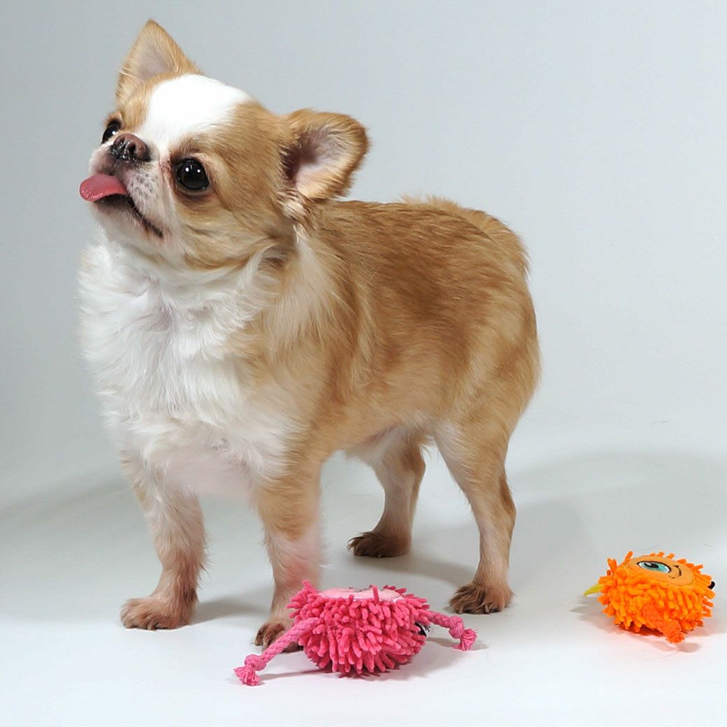 チワワ2.6kgつぶちゃんと比べるとこの大きさ