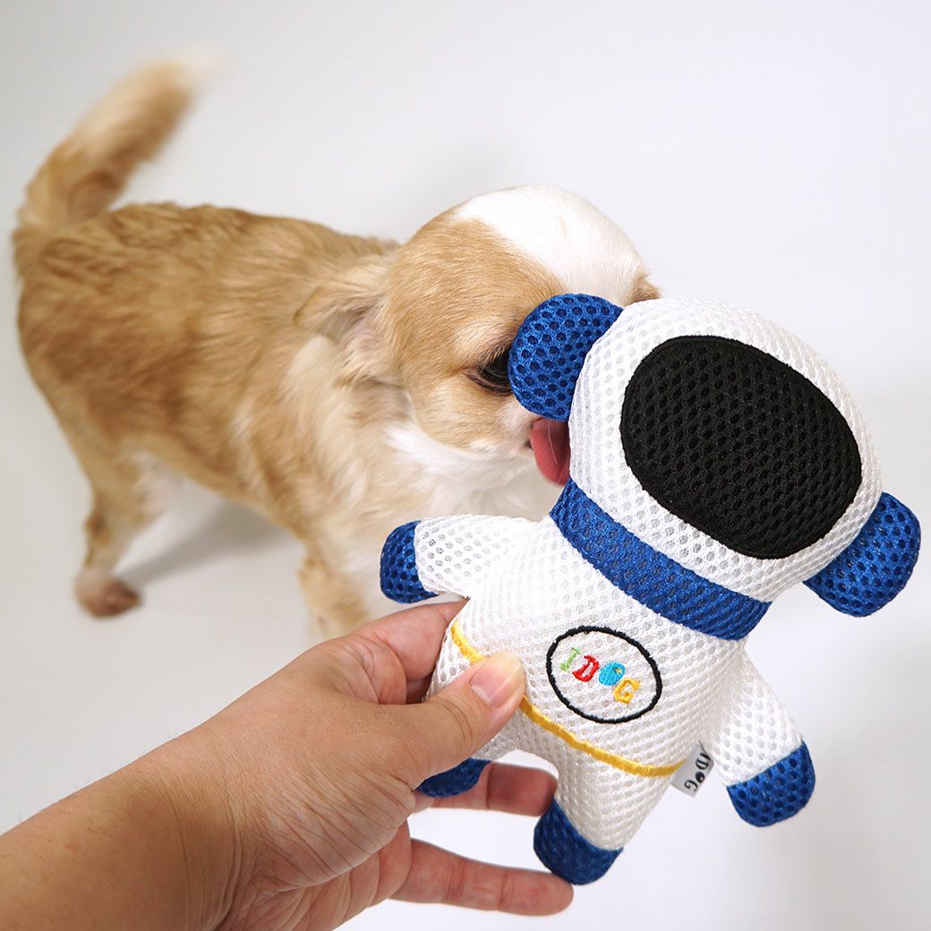 チワワ2.6kgつぶちゃん興味深々