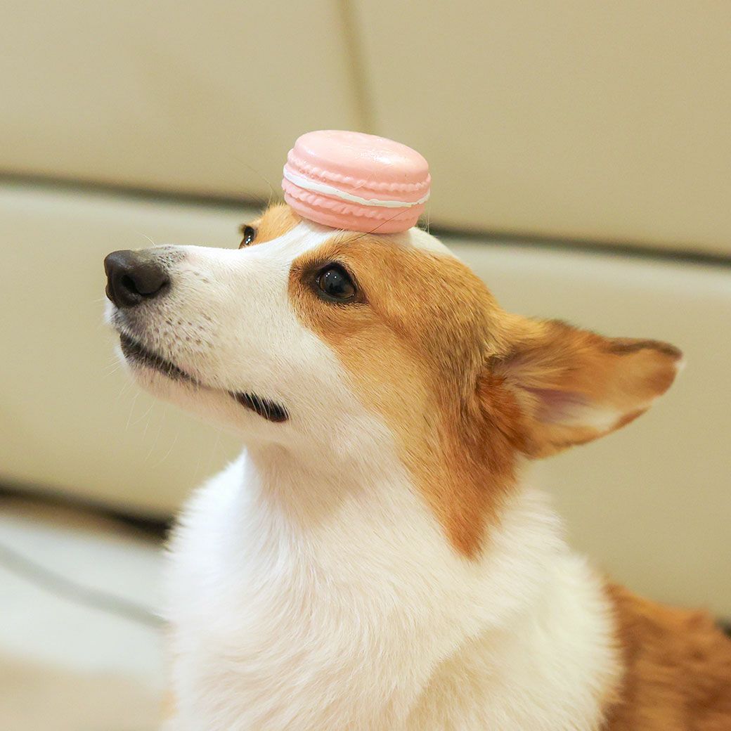 iDog ラテックスTOY マカロン アイドッグ アイドッグ-犬猫用品通販