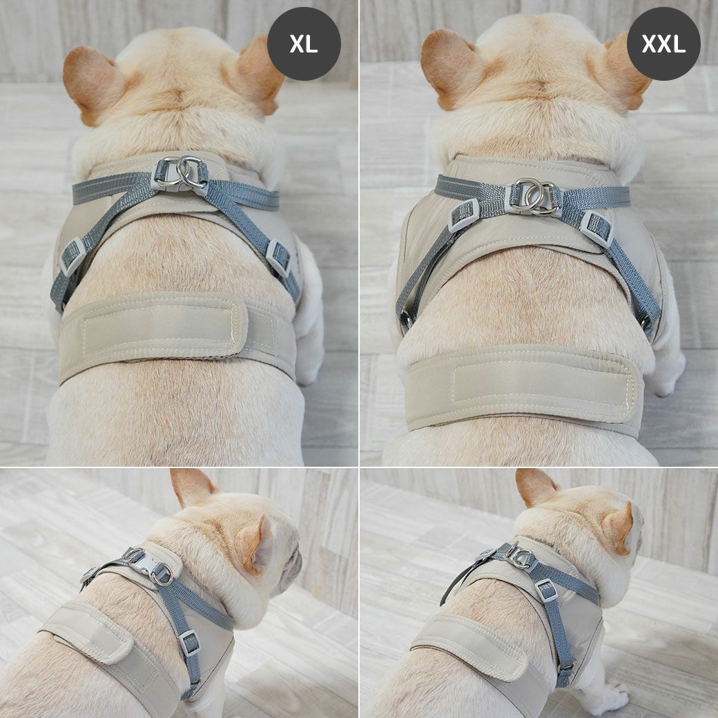 フレブル10.3kg(首38/胴56/丈34cm)のブランくんはベージュのXLとXXLを着用