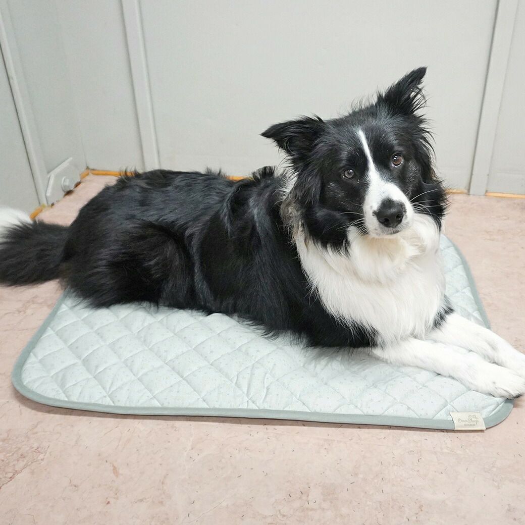 ボーダーコリー13.4kg(首34/胴55/丈53cm)のエルフィちゃんは夜空を使用