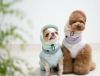 つば付きの形で紫外線から愛犬の目を守ります
