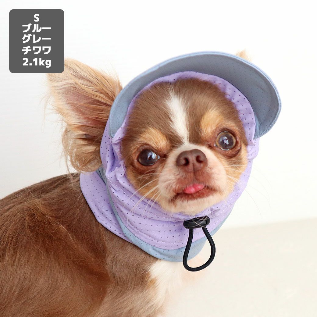 チワワ2.1kg(首19.5/胴30.5/丈22cm)の玉青ちゃんはブルーグレーのSを着用