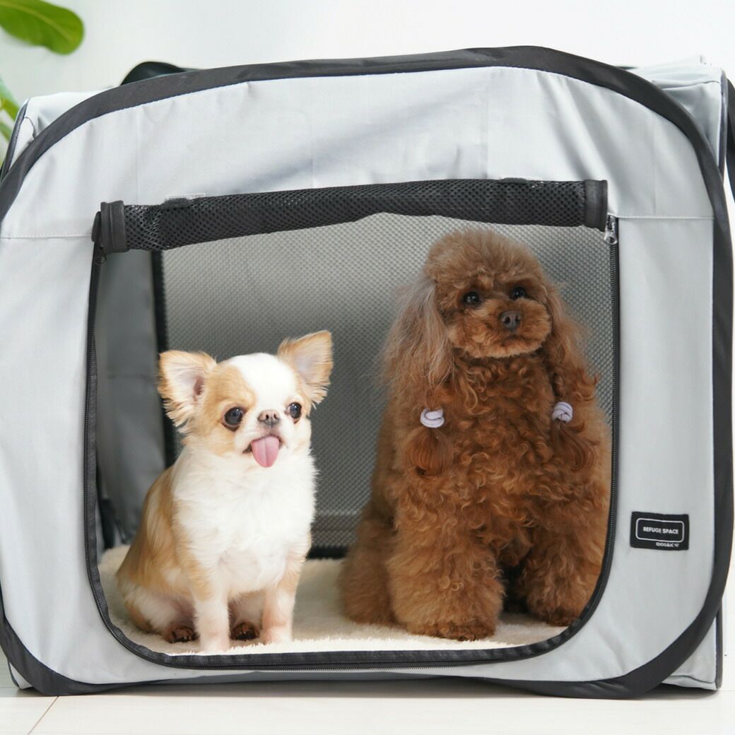 プードル2.5kgのグミちゃんも入れました。