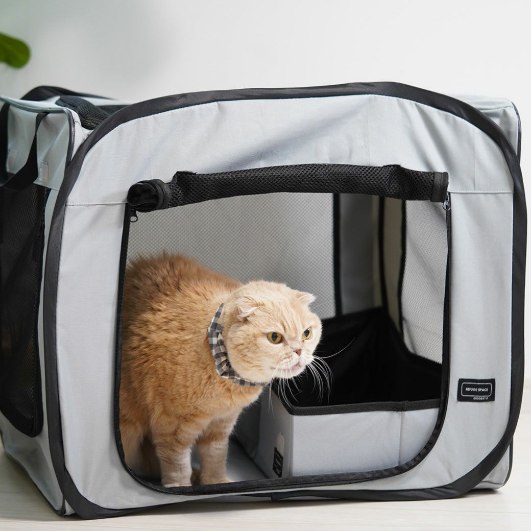 スコティッシュ4.5kgのコマリもはいってみました。