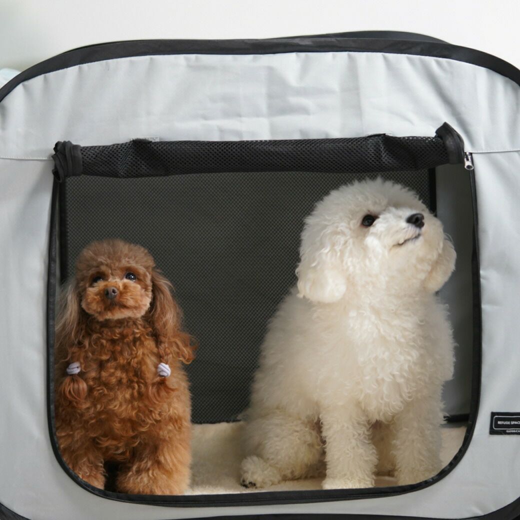 トイプードル2.5kg茶のグミちゃんとトイプードル4.5kg白のモフも一緒に入ってみました。