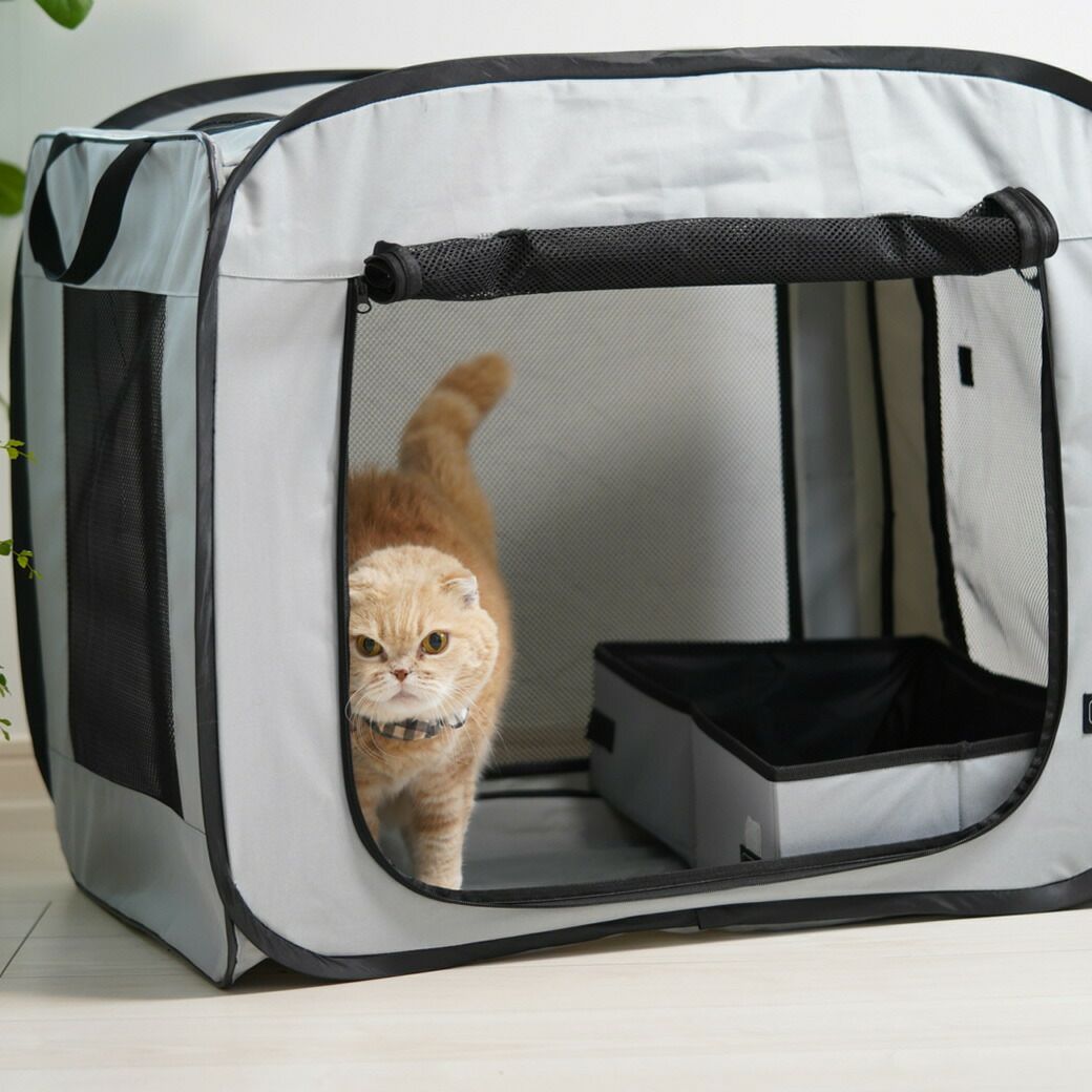 スコティッシュ4.5kgのコマリもはいってみました。