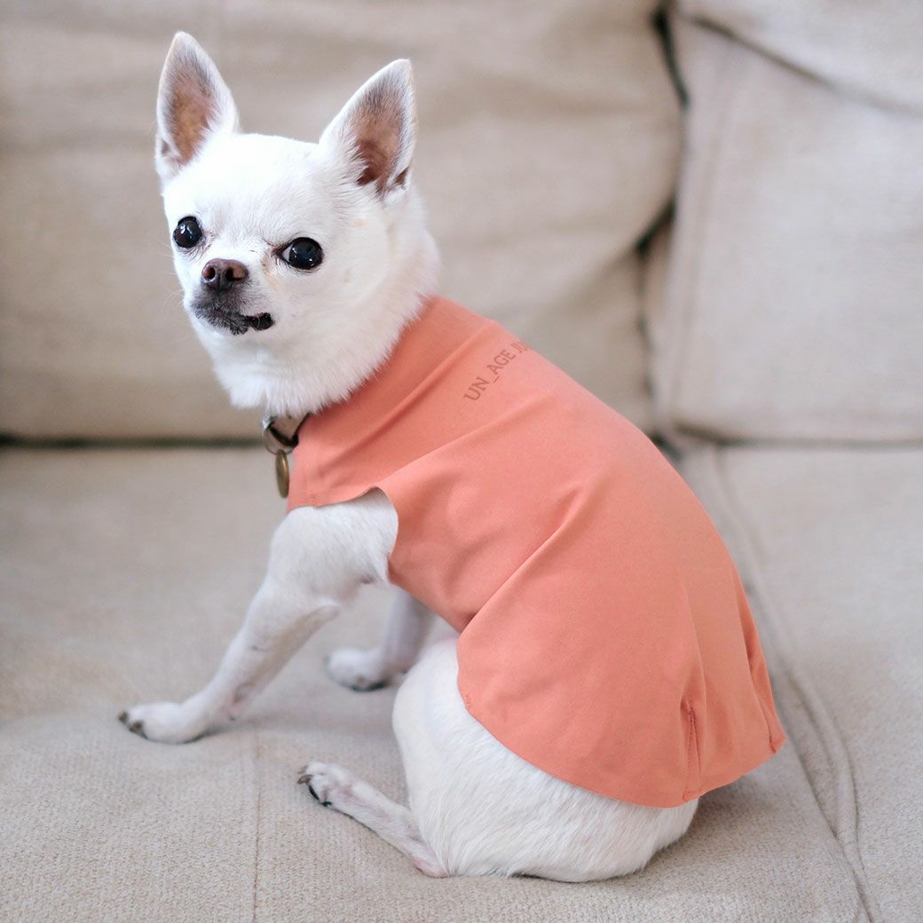 チワワ2.2kg(首22.5/胴33/丈25cm)のニウちゃんはコーラルのSを着用