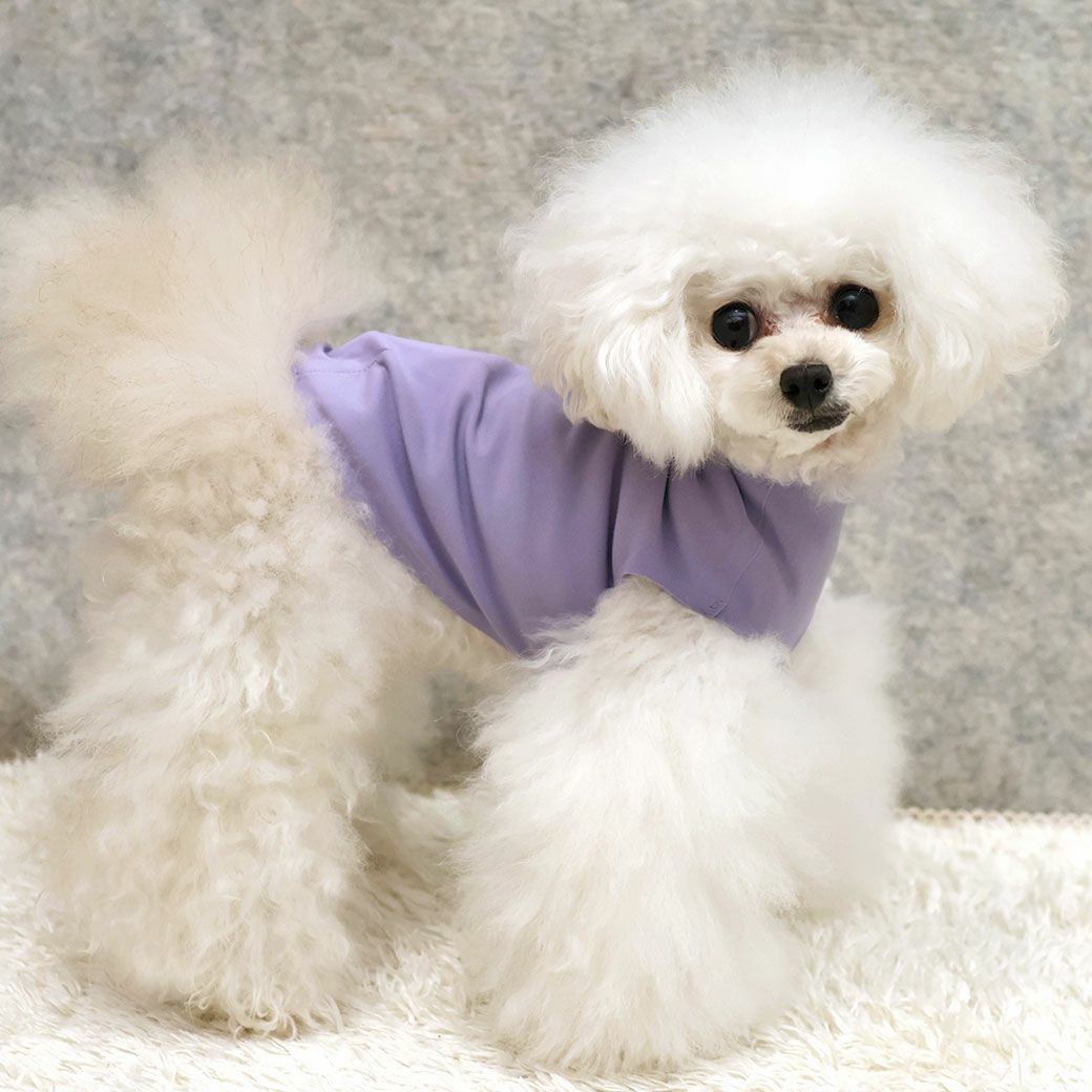 トイプー1.2kg(首15/胴26/丈19cm)のマユリちゃんはラベンダーのXSを着用