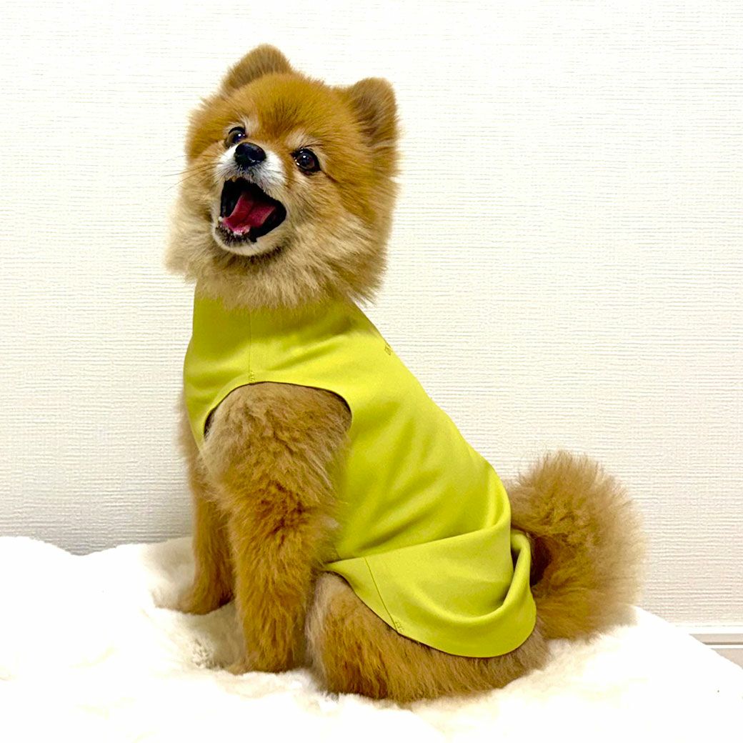 ポメ3.6kg(首27/胴40/丈28cm)のハナチャンはカナリヤのLを着用