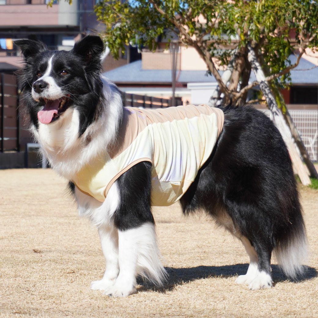 ボーダーコリー16.0kg(首35/胴60/丈55cm)のラムネちゃんはイエローのLarge-Mを着用