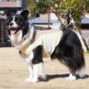 ボーダーコリー16.0kg(首35/胴60/丈55cm)のラムネちゃんはイエローのLarge-Mを着用
