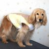 MIX12.0kg(首37/胴53/丈50cm)のクレヨンちゃんはイエローのLarge-Sを着用