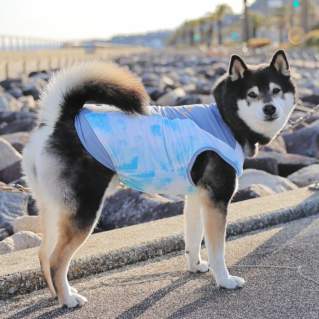 柴犬10.9kg(首42/胴58/丈43cm)のかんたくんはブルーのLarge-Sを着用