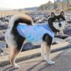 柴犬10.9kg(首42/胴58/丈43cm)のかんたくんはブルーのLarge-Sを着用