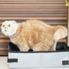 スコティッシュ4.5kgのコマリが使用
