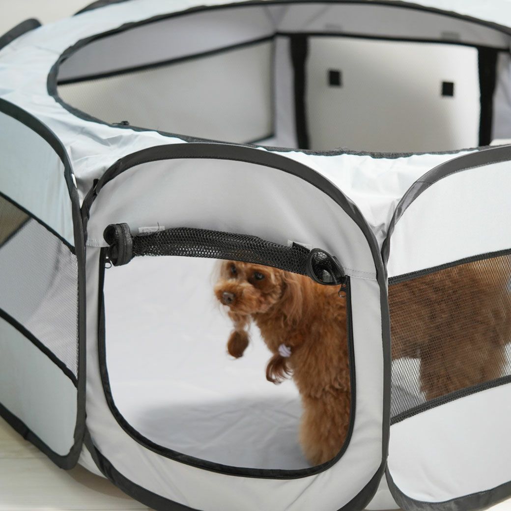 プードル2.5kgのグミちゃんが落ち着いてます