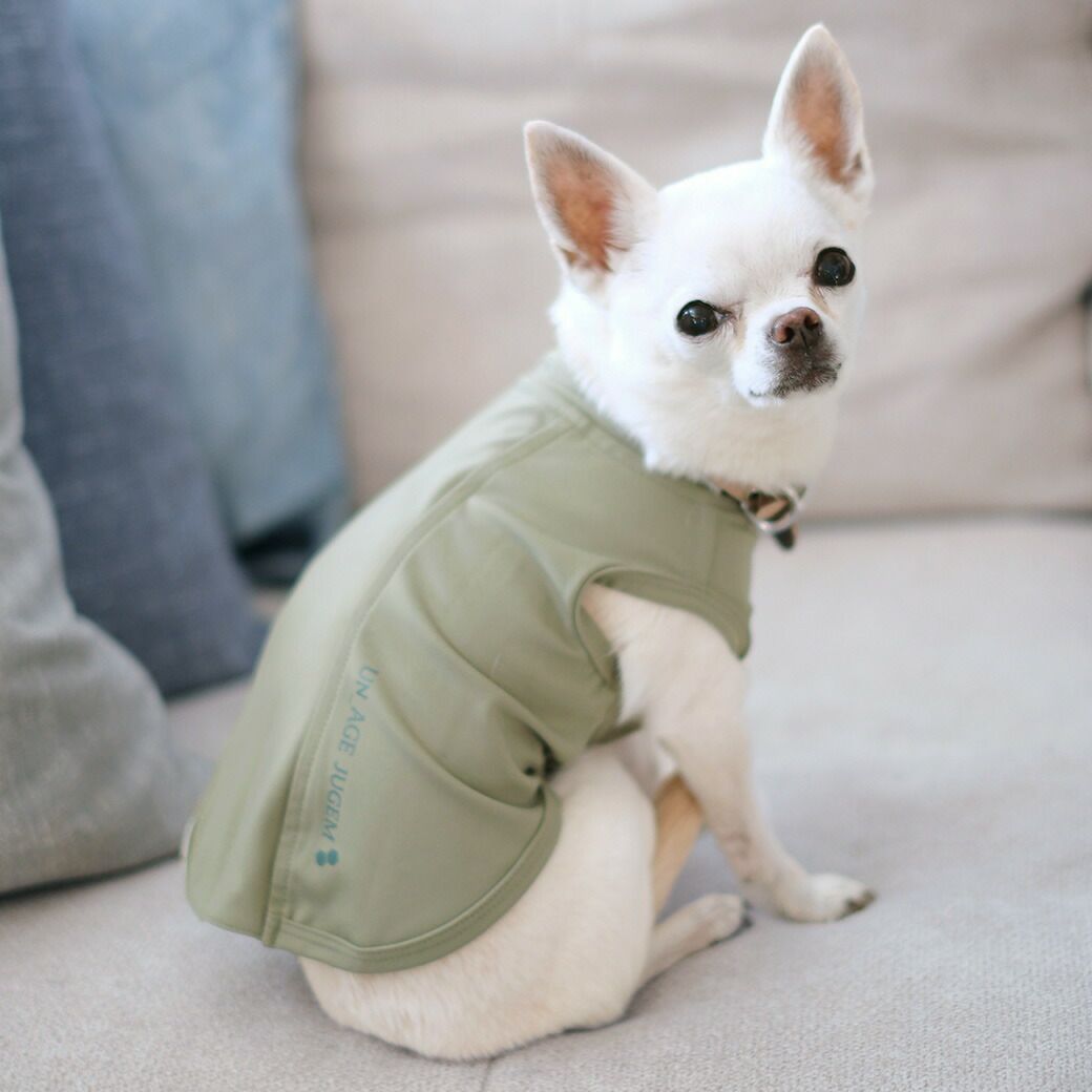 チワワ2.2kg(首22.5/胴33/丈25cm)のニウちゃんはUNAGEモスグリーンのSを着用