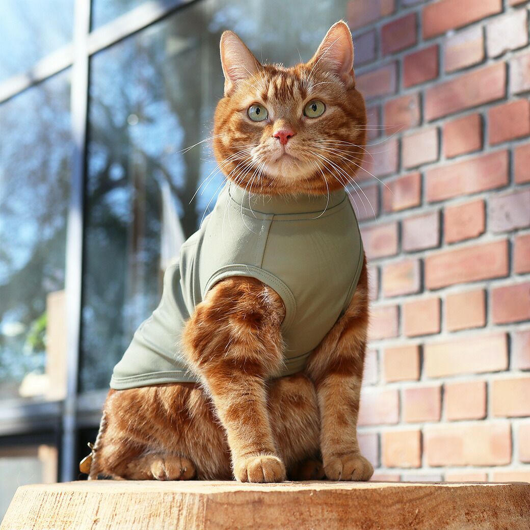 アメショ7.0kg(首28/胴48/丈28cm)のタラくんはモスグリーンのDM着用