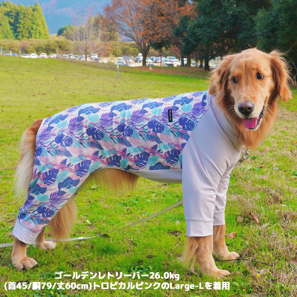 ゴールデンレトリーバー26.0kg(首45/胴79/丈60cm)のベルちゃんはトロピカルピンクのLarge-Lを着用