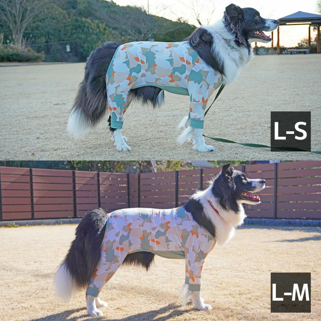 ボーダーコリー16.0kg(首35/胴60/丈55cm)のラムネちゃんはアースのLarge-SとLarge-Mを着用