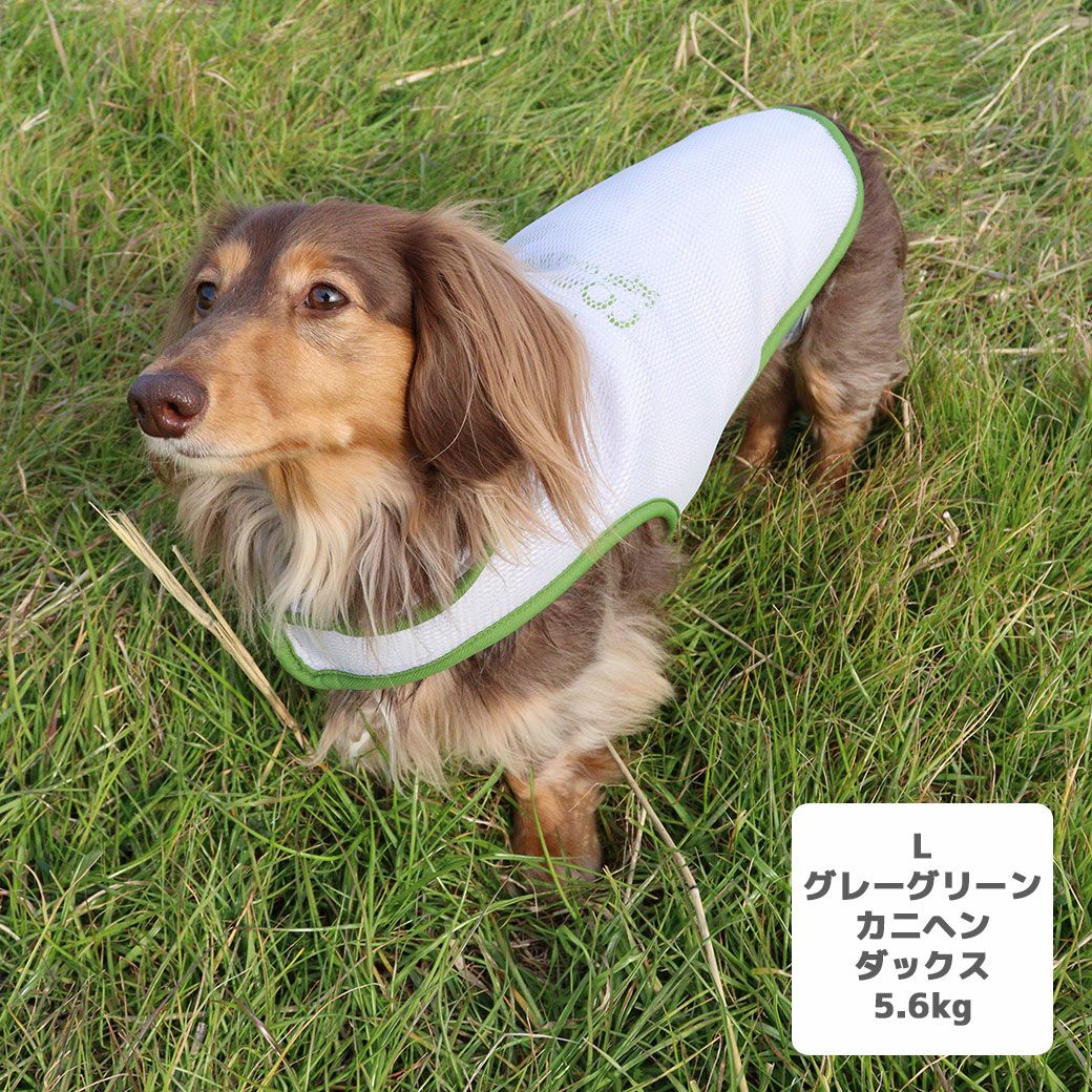 カニヘンダックス5.6kg(首35/胴43/丈37cm)のハクくんはグレーグリーンのLを着用