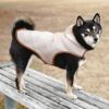 柴犬9.0kg(首36/胴52/丈43cm)のざくろちゃんはベージュのXLを着用