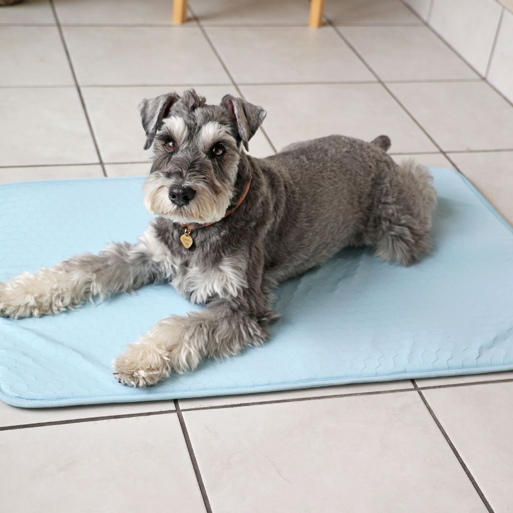 ミニチュアシュナウザー8.0kgのマハロくんが使用