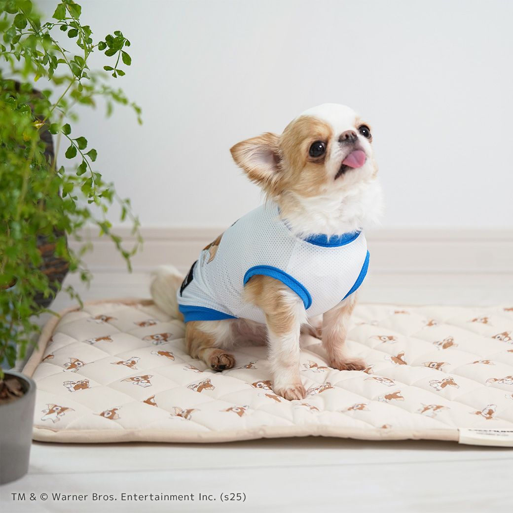 チワワ2.6kg(首20/胴30/丈27cm)のこつぶはグレムリンを使用