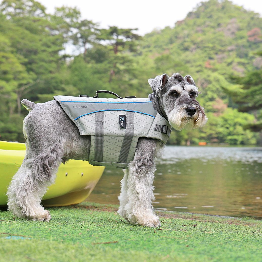 ミニチュアシュナウザー8.0kg(首30/胴48/丈37cm)のマハロくんはグレーのMを着用