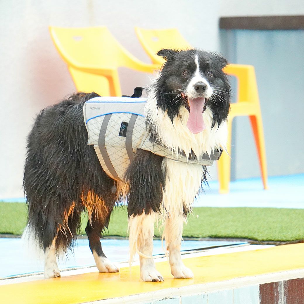 ボーダーコリー16.0kg(首35/胴60/丈55cm)のラムネちゃんはグレーのLを着用