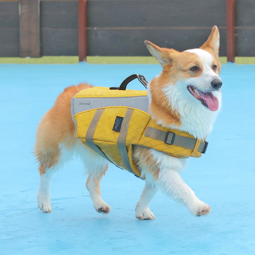 コーギー10.6kg(首36/胴51/丈37cm)のラテちゃんはマスタードのLを着用