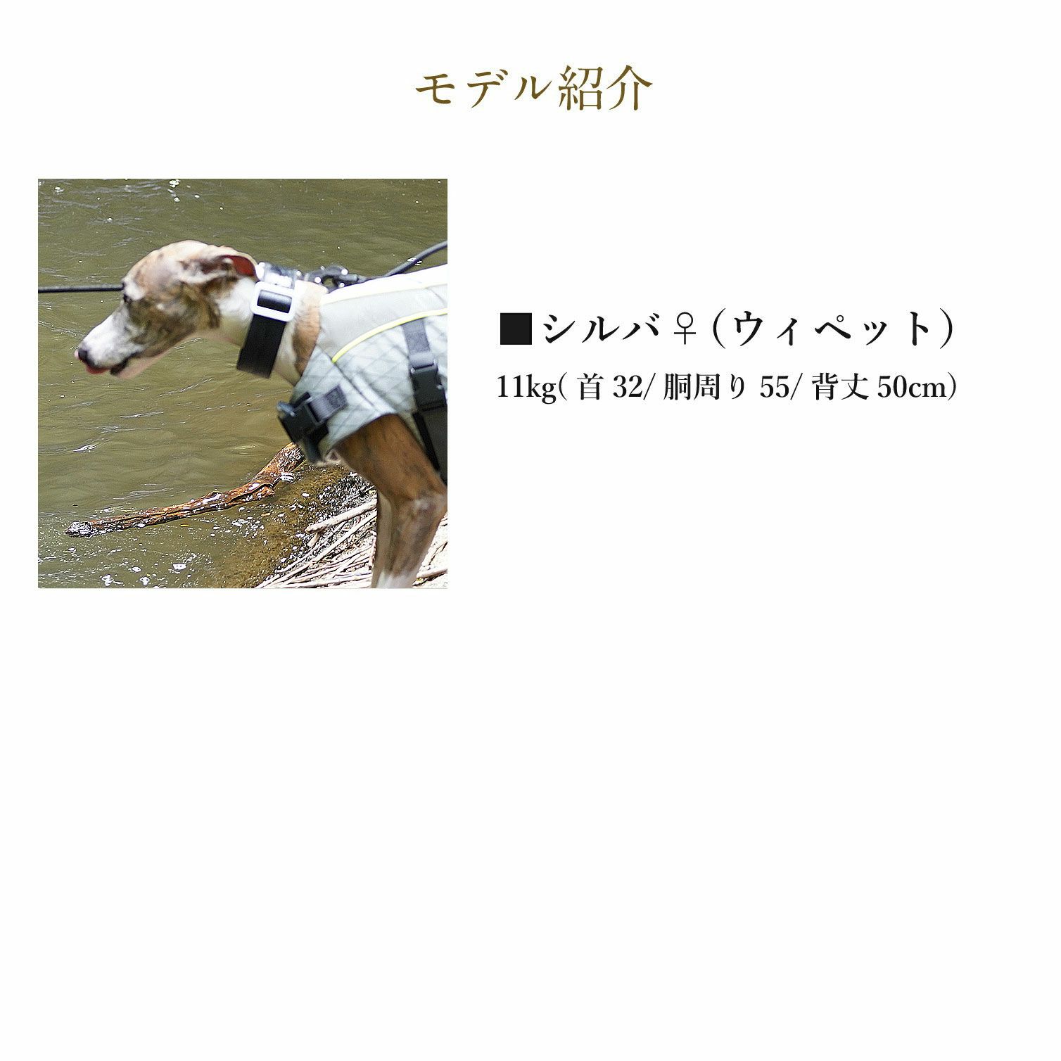 モデル