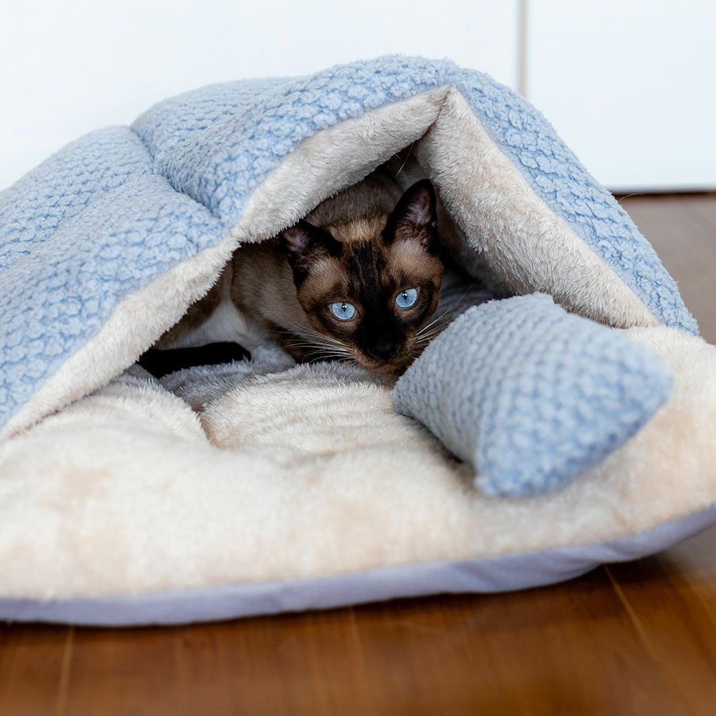 MIXの阿生くんもブルーを使用