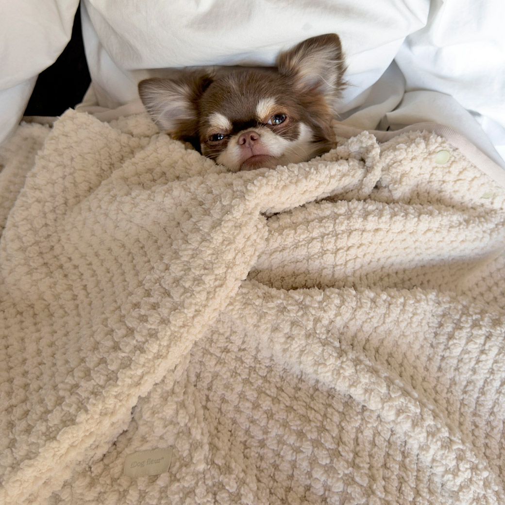 チワワ2.1kg(首19.5/胴30/丈30cm)のオリーブくんはビスケットを使用