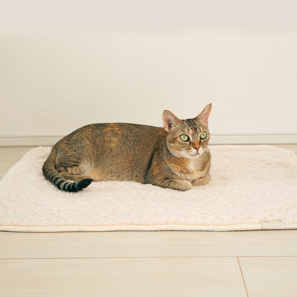 MIX4.5kg(首21/胴36/丈34cm)のニコちゃんはアイボリーを使用