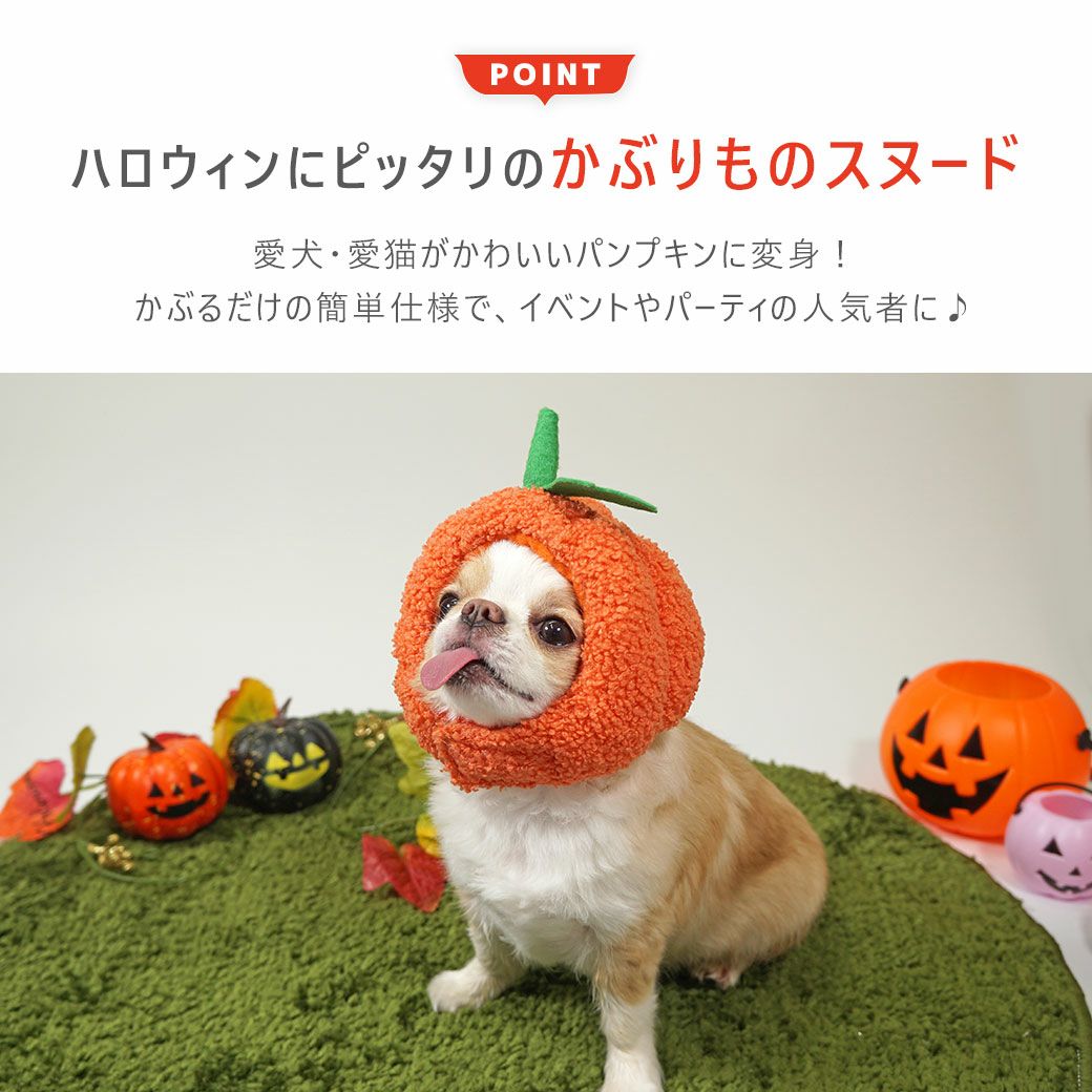 愛犬・愛猫がかわいいパンプキンに変身！