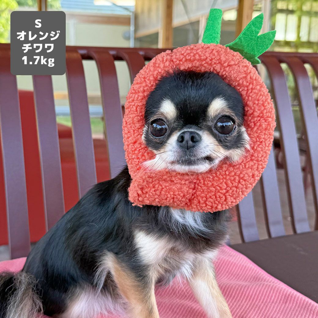 チワワ1.7kg(首18/胴23/丈27cm)のざらめちゃんはオレンジのSを着用