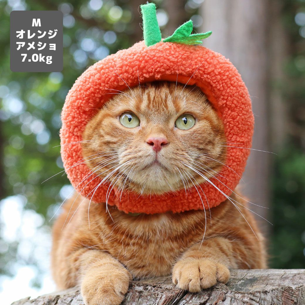 アメショ7.0kg(首28/胴48/丈28cm)のタラくんはオレンジのMを着用