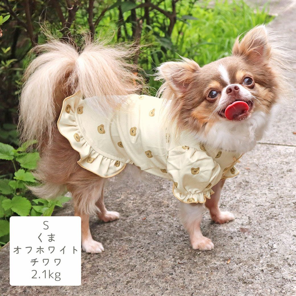 チワワ2.1kg(首19.5/胴30.5/丈22cm)の玉青ちゃんはくまオフホワイトのSを着用