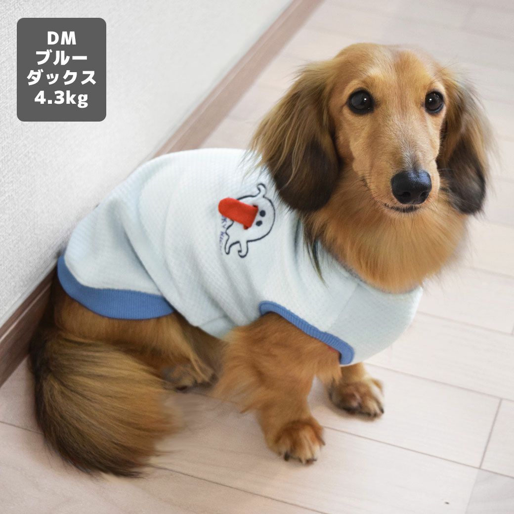 ミニチュアダックス4.3kg(首27/胴40/丈33cm)のALFaくんはブルーのDMを着用