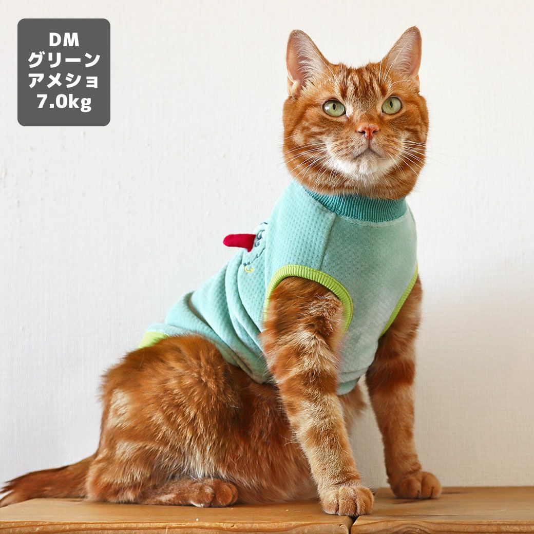 アメショ7.0kg(首28/胴48/丈28cm)のタラくんはグリーンのDM着用