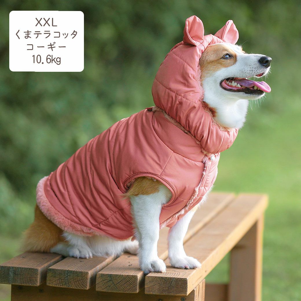 コーギー10.6kg(首36/胴51/丈37cm)のラテちゃんはくまテラコッタのXXLを着用