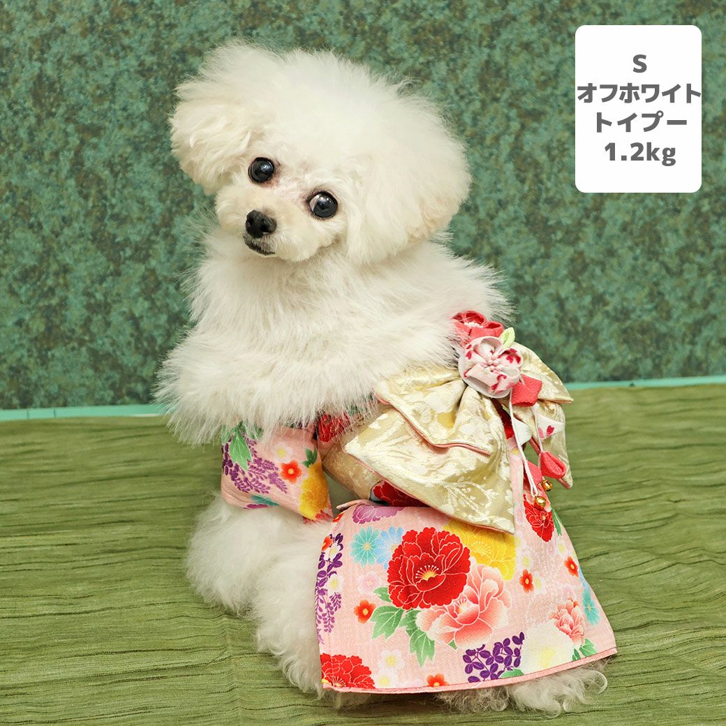 トイプー1.2kg(首15/胴26/丈19cm)のマユリちゃんはオフホワイトのSを着用