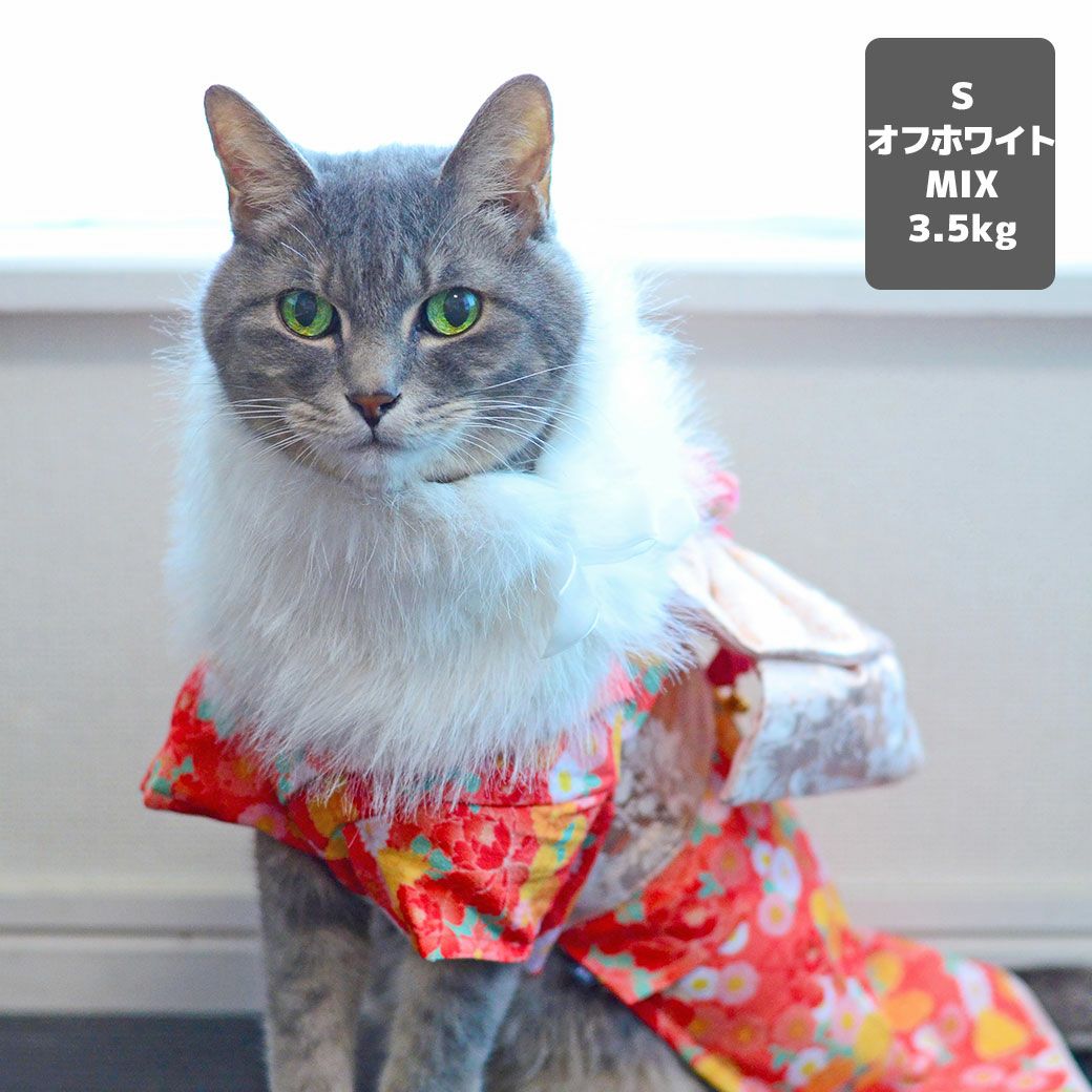 MIX3.5kg(首18.5/胴39/丈50cm)の六花ちゃんはオフホワイトのSを着用