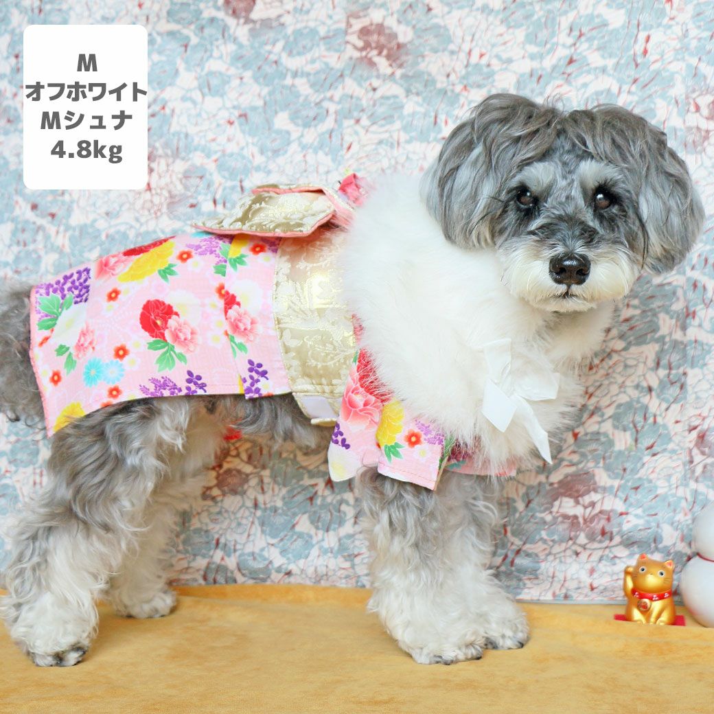 ミニチュアシュナウザー4.8kg(首22/胴39/丈29cm)のあろあちゃんはオフホワイトのMを着用