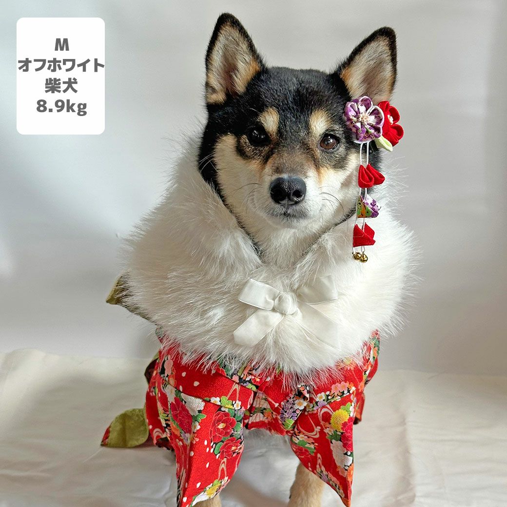 柴犬8.9kg(首33/胴54/丈39cm)のチョコプリンちゃんはオフホワイトのLを着用