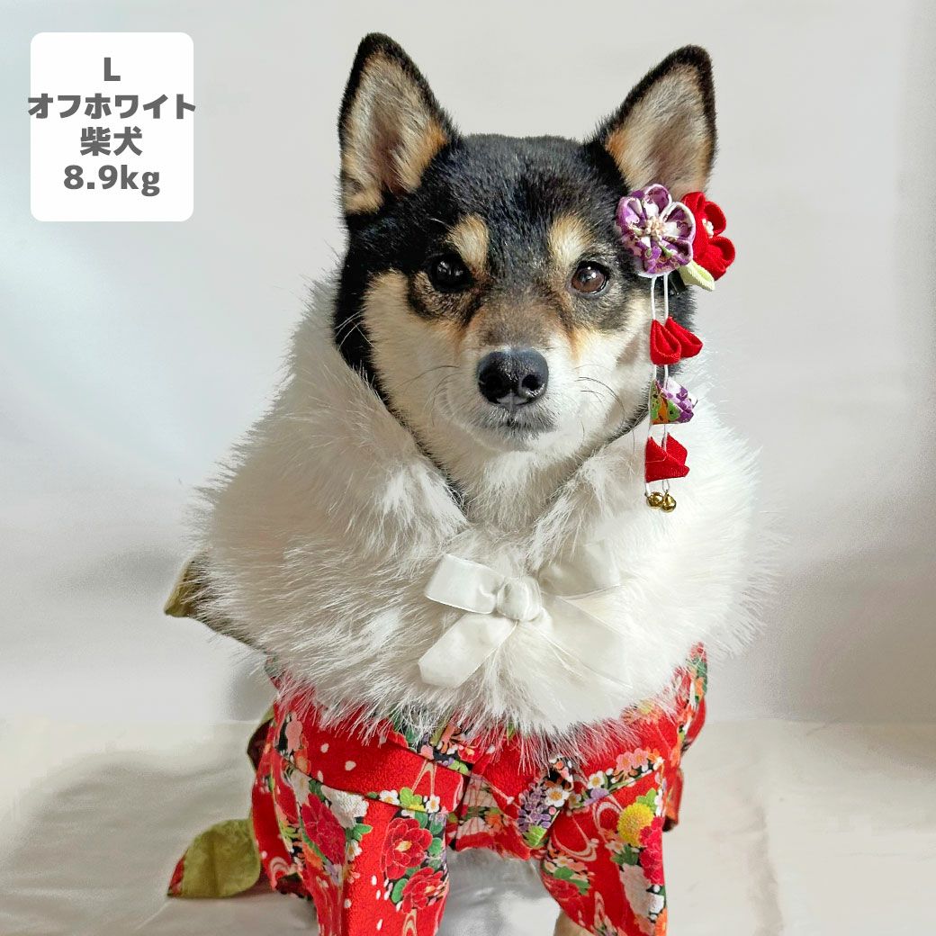 柴犬8.9kg(首33/胴54/丈39cm)のチョコプリンちゃんはオフホワイトのLを着用
