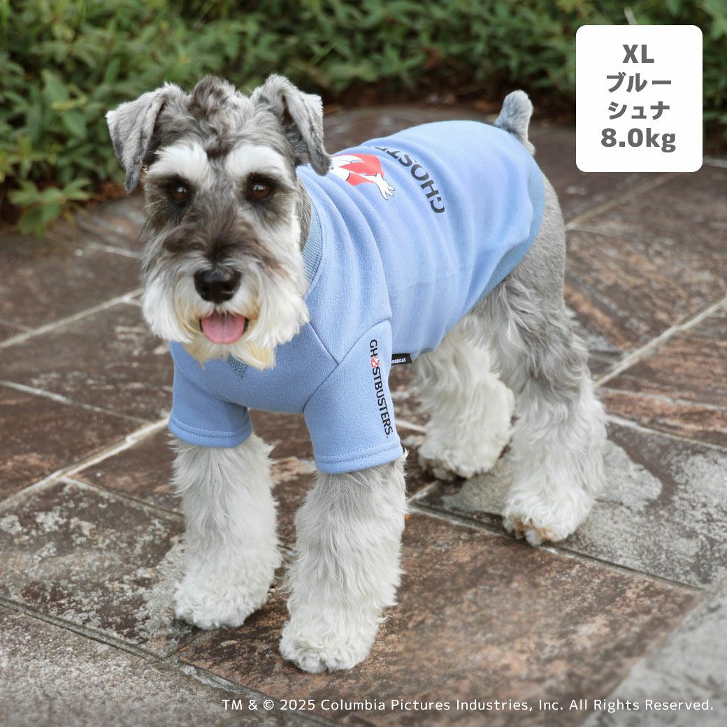 ミニチュアシュナウザー8.0kg(首30/胴48/丈37cm)のマハロくんはブルーのXLを着用
